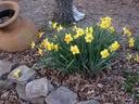 Daffodils in Spring