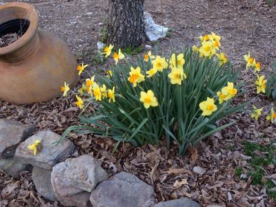 Daffodils in Spring