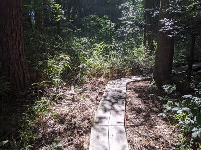 Wood plank trail in the woods