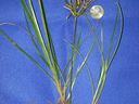 Nutsedge