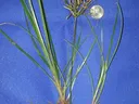 Nutsedge