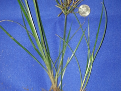 Nutsedge