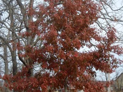 Nuttall Oak fall leave color