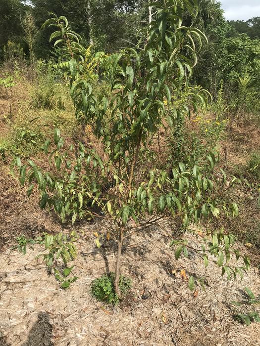 Peach tree
