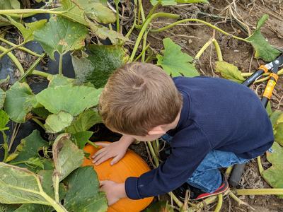 Picking Pumpkins