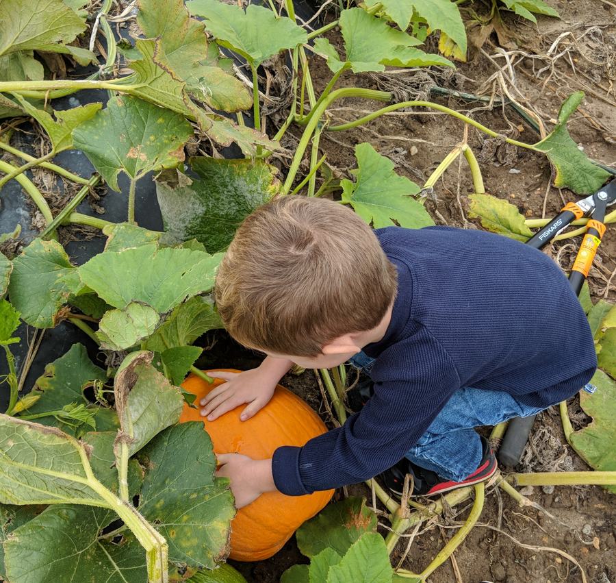Picking Pumpkins