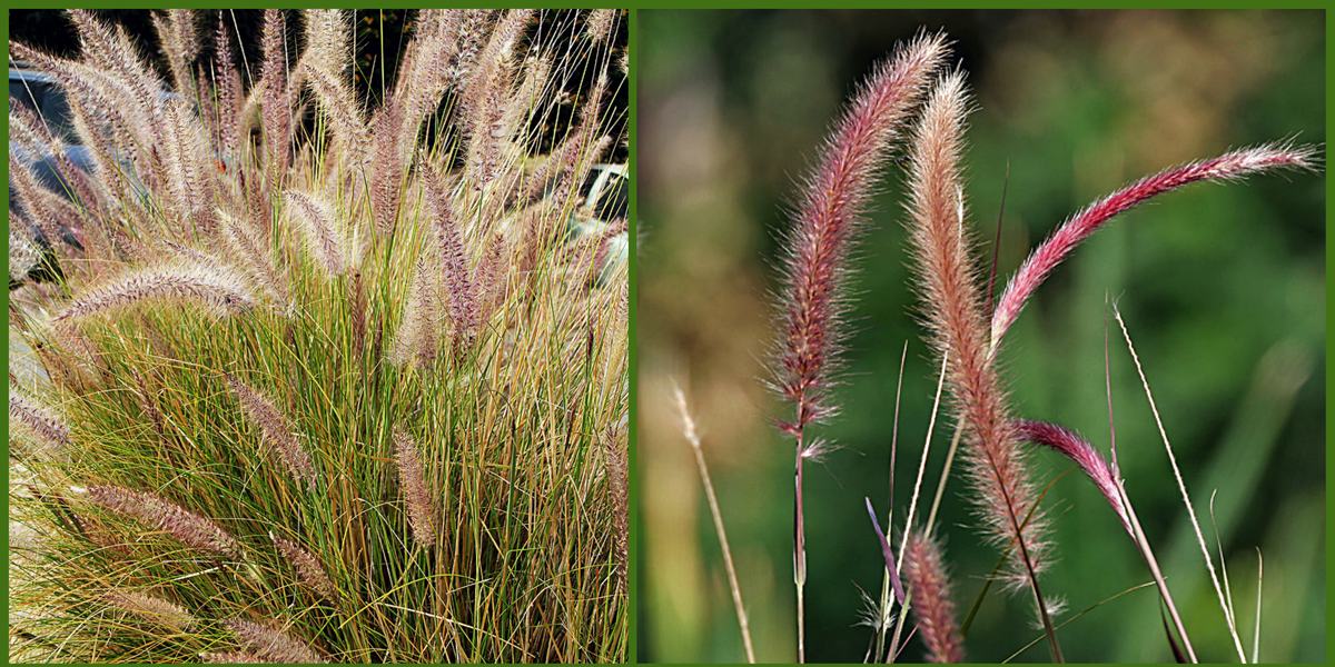 Purple Fountain Grass