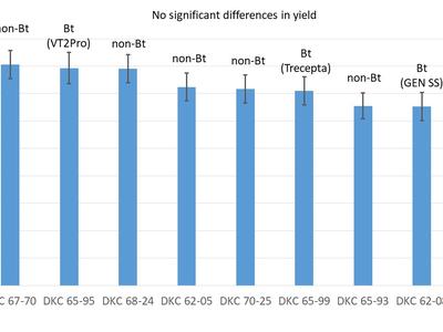 Bar chart titled "No significant differences in yield" showing Bu/A +/- SE for nine DKC hybrids labeled non-Bt/Bt.