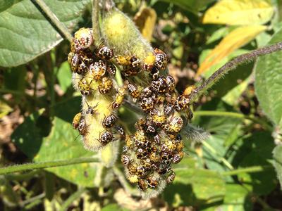Cluster of yellow-and-black spotted bug nymphs on fuzzy soybean pods
