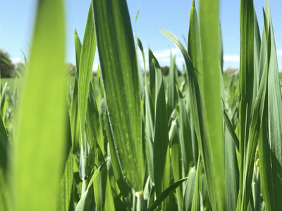 Green grass blades in a field with blue sky visible