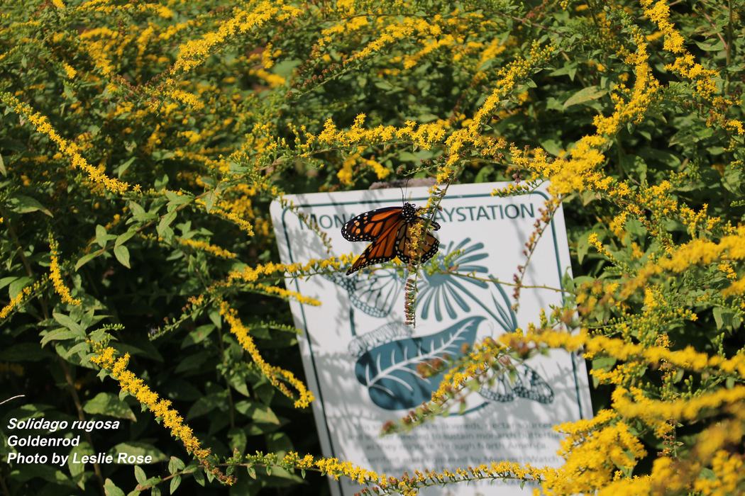 Monarch butterfly on goldenrod