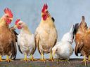 Five chickens of different breeds standing side by side