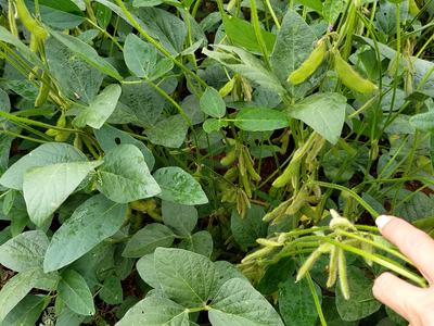 Hand touching green soybean pods among broad leaves