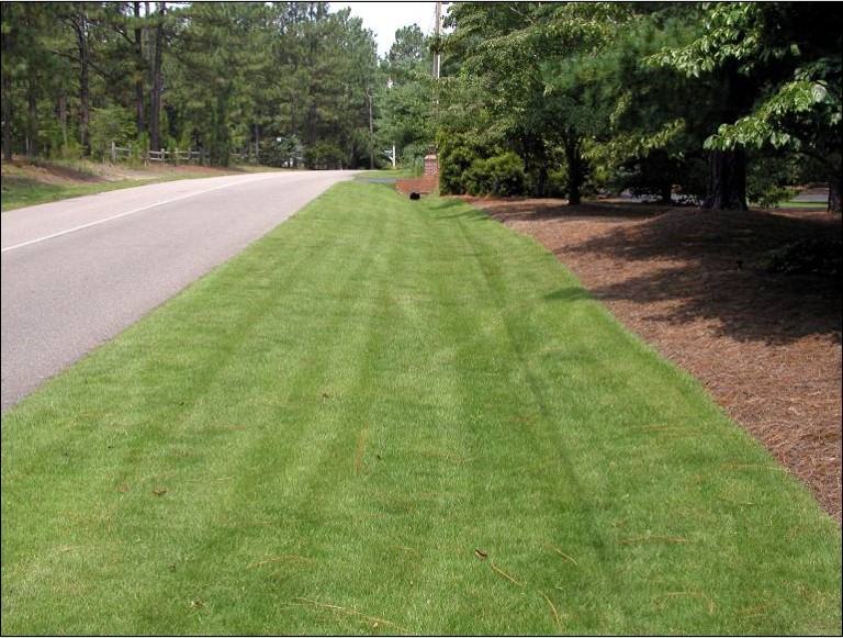 Zoysia Lawn
