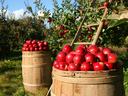 Two wooden baskets filled with red apples in an orchard with a ladder