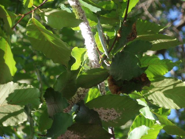 Wooly aphids or psyllids on beech tree