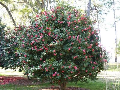 Camellia shrub covered in pink flowers standing on grass in a park-like setting