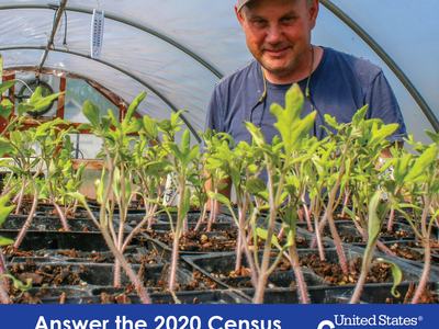plants growing in a greenhouse