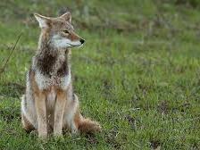Coyote sitting in a grassy field, facing left and looking alert