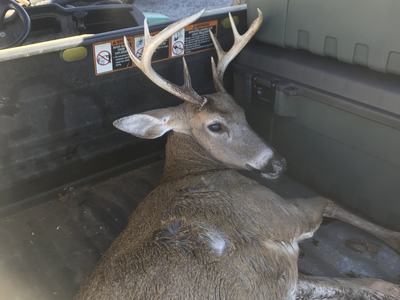 deer on gator