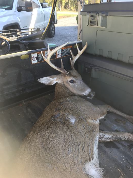 deer on gator