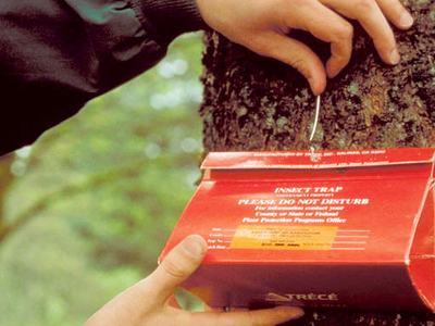 delta trap on tree for gypsy moth