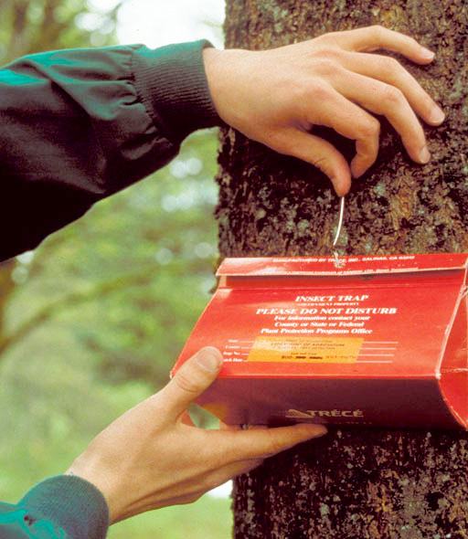 delta trap on tree for gypsy moth