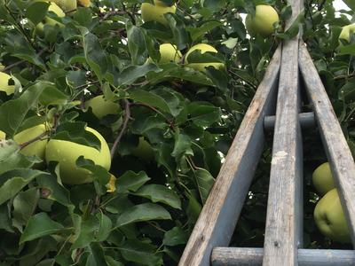 golden apple picking