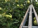 golden apple picking