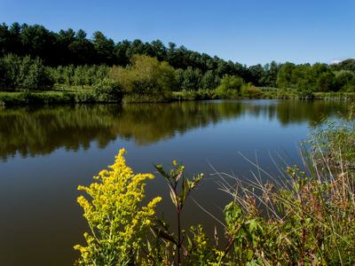 Pond in apple orchard