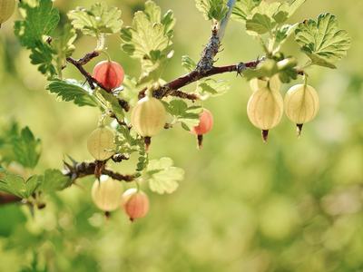 Gooseberry fruits hanging from a branch