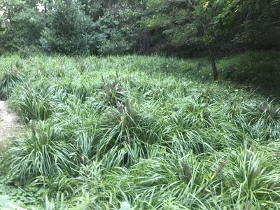 Chinese fountain grass