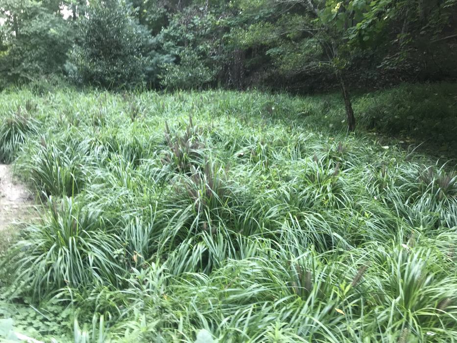 Chinese fountain grass