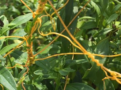 dodder parasitic plant