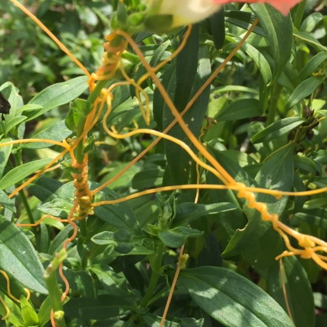 dodder parasitic plant