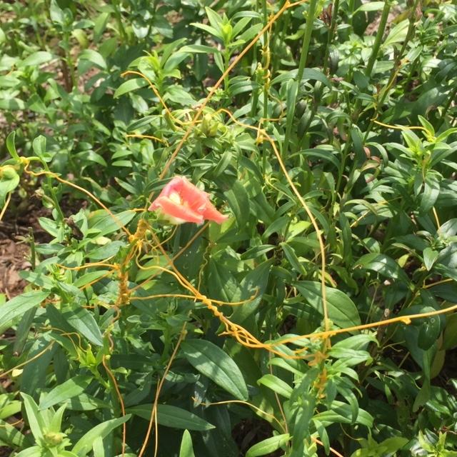 Dodder flower