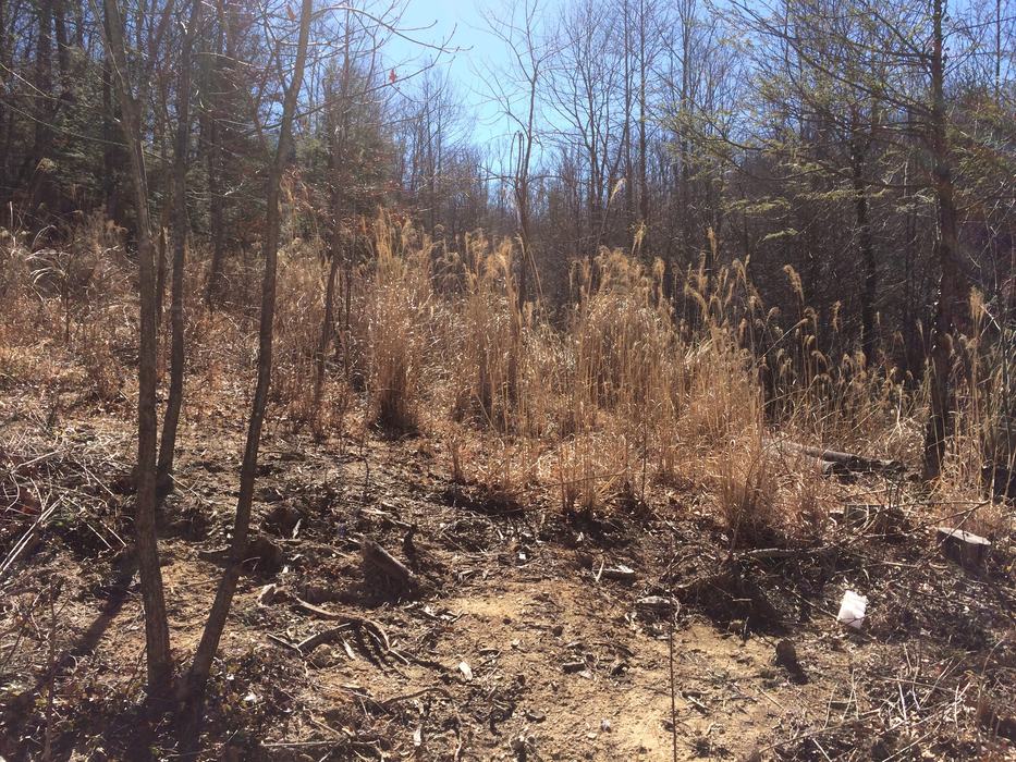 invasive miscanthus grass