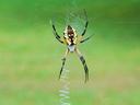 orb weaver