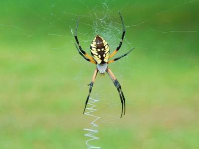 orb weaver