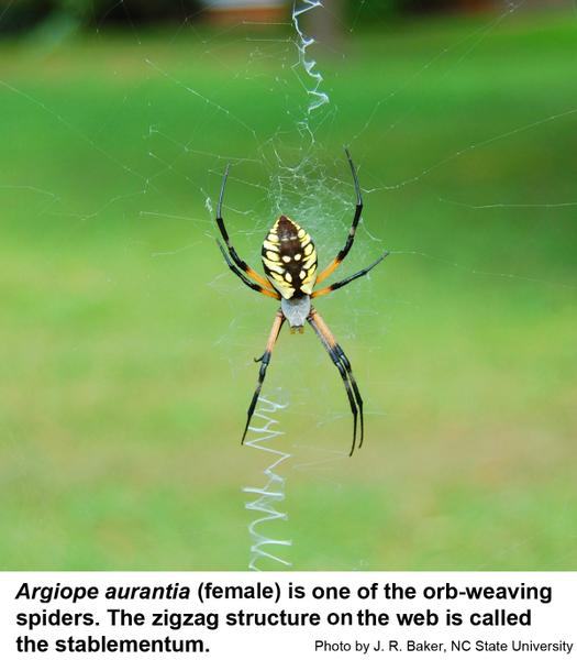 orb weaver