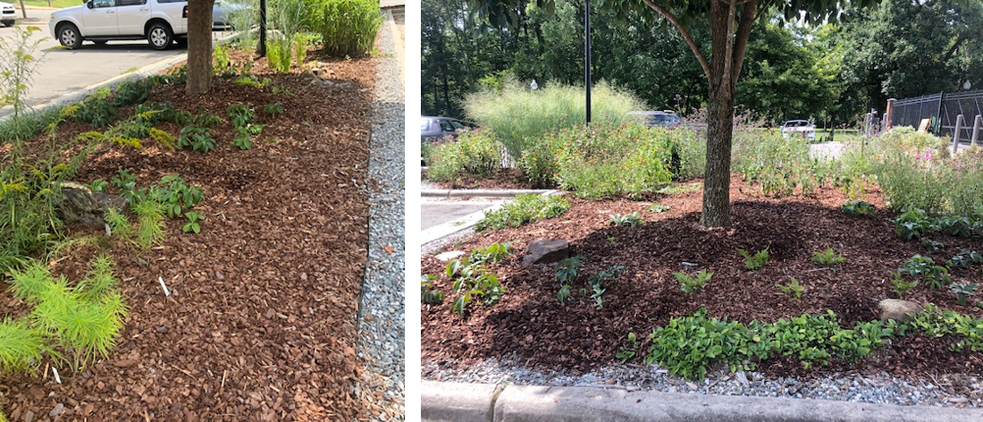 stormwater demonstration garden images