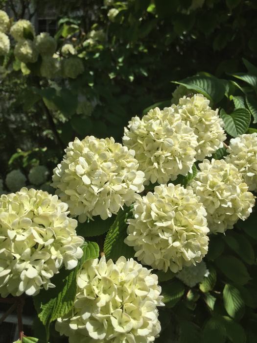 viburnum