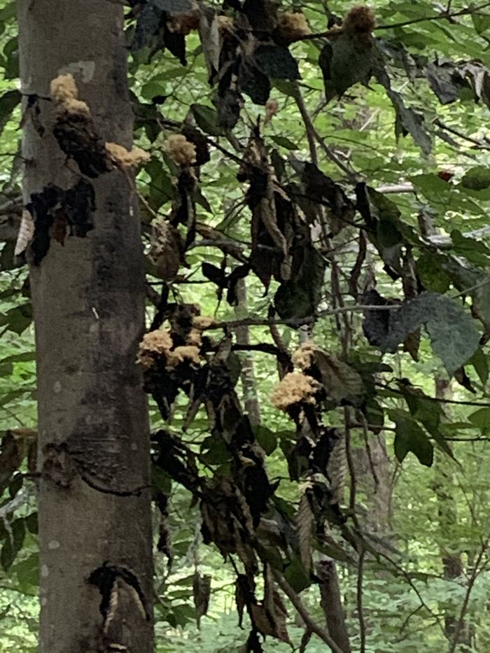 Beech tree covered in sooty mold