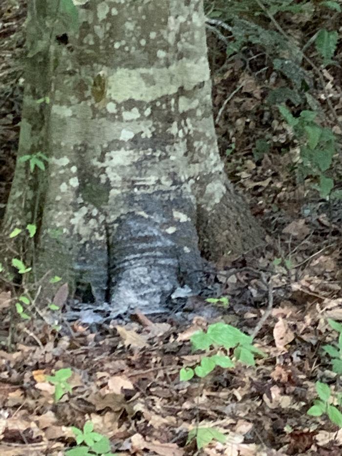 base of a tree trunk