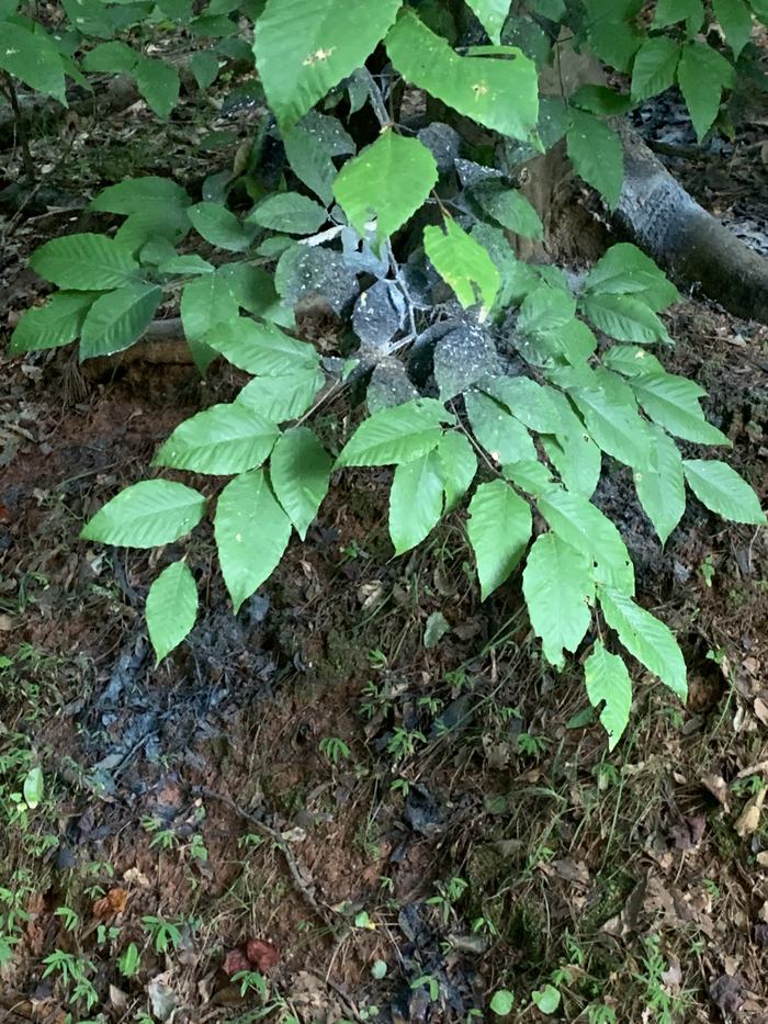 suckers growing at base of tree