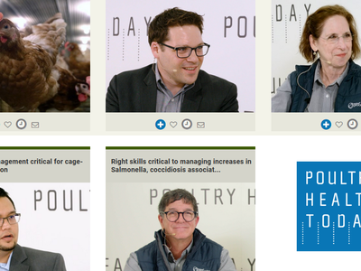 screen capture of the Poultry Health Today Special Report page on cage-free egg production