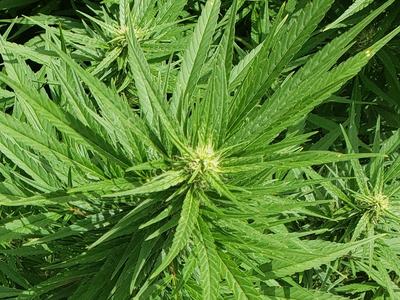 hemp, CBD, variety, cultivar, growth, fan leaves, apical flower