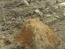 fire ants