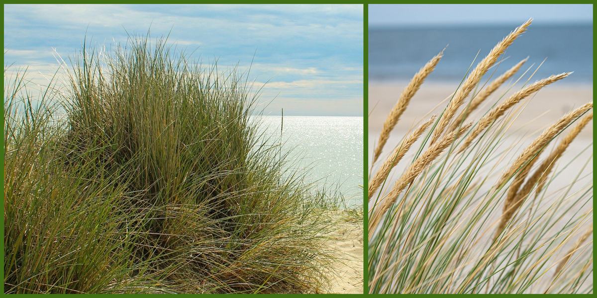 beach grass