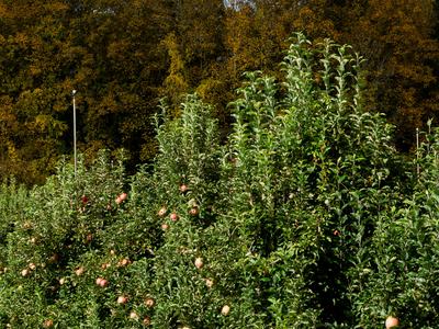 Apple orchard